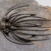 Incredible Spiny Trilobite &#8211; Heliopeltis, The Natural Canvas