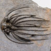 Incredible Spiny Trilobite &#8211; Heliopeltis, The Natural Canvas
