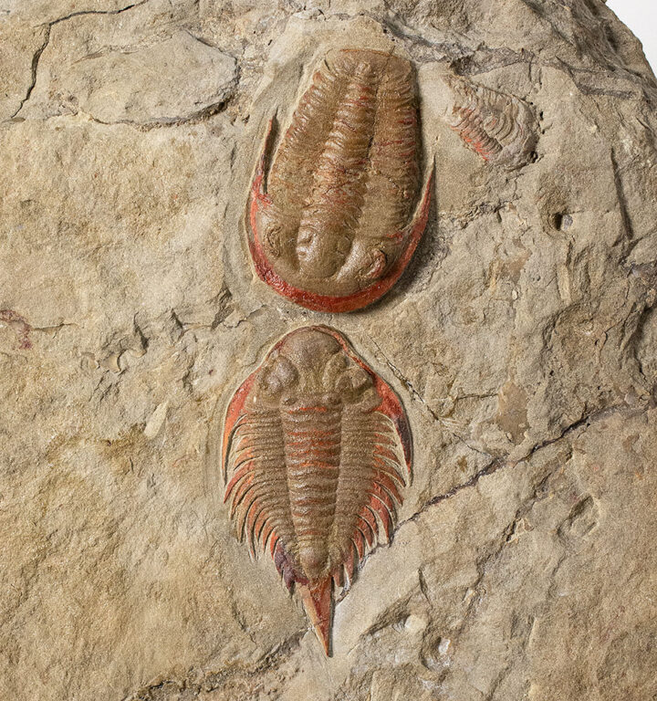 Parvilichas morochii and Asaphellus sp.