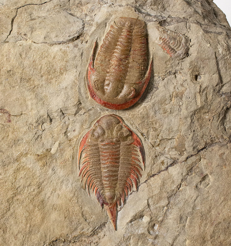 Parvilichas morochii and Asaphellus sp., The Natural Canvas