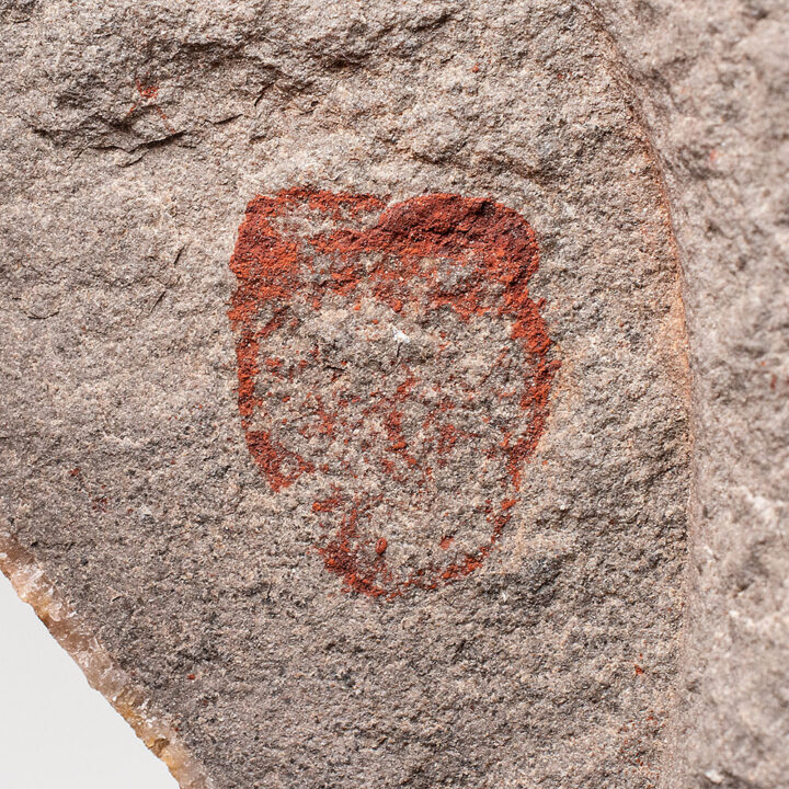 Devonian Sponge from Nevada - Gabelia