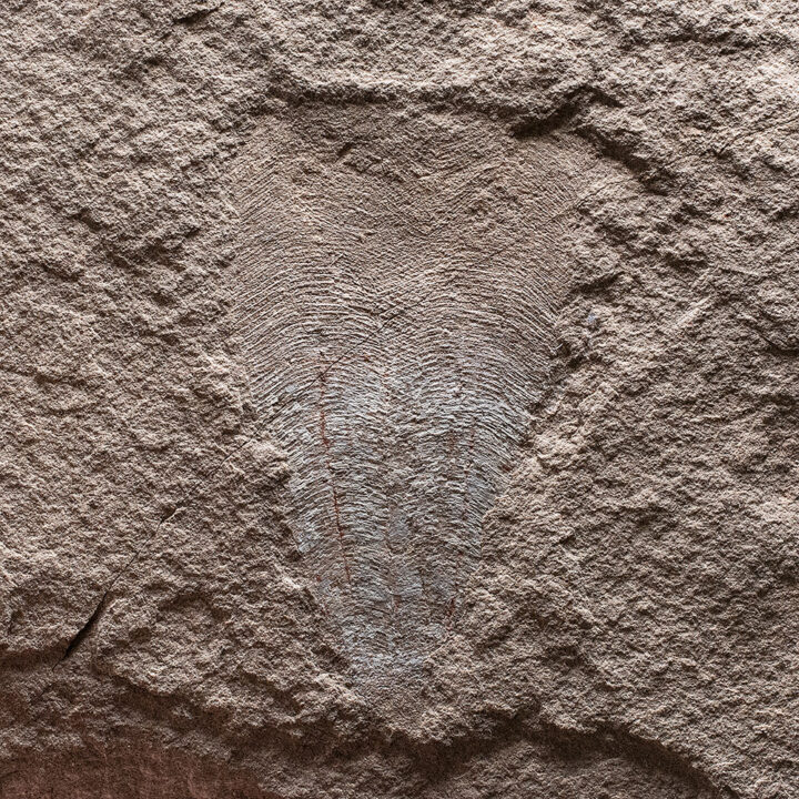 Rare Nevada Conularid - Paraconularia