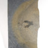 Cambrian Problematica &#8211; Banffia episoma, The Natural Canvas