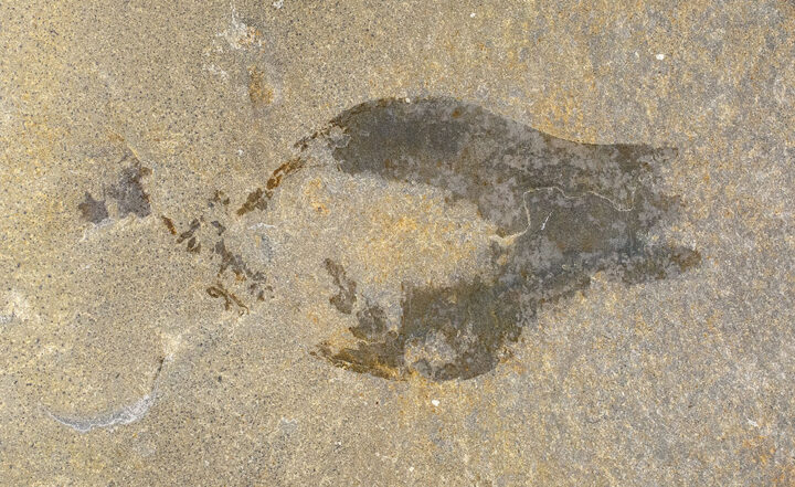 Cambrian Problematica - Banffia episoma