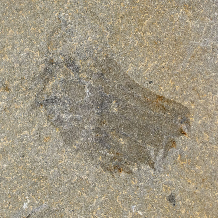 Hurdiid anomalocaridid feeding appendages