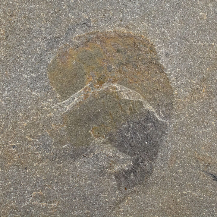 Hurdiid anomalocaridid appendages