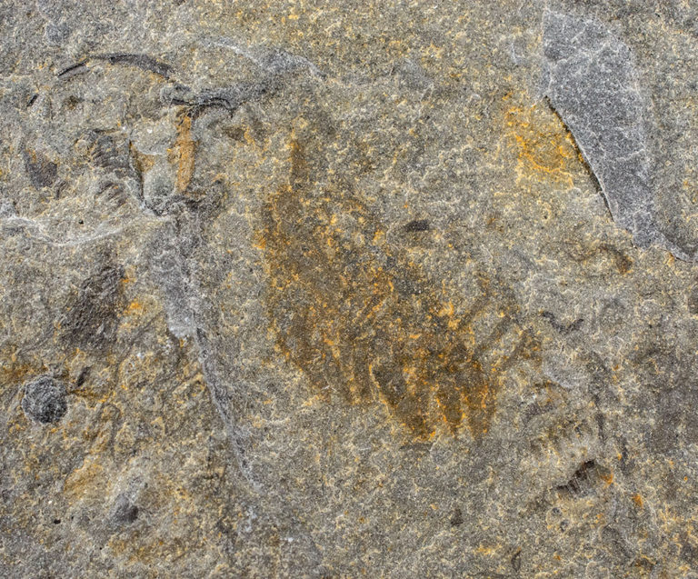 Hurdiid anomalocaridid appendages, The Natural Canvas