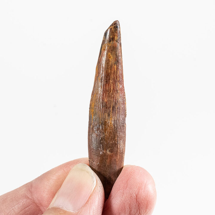 Pterosaur - Siroccopteryx moroccensis