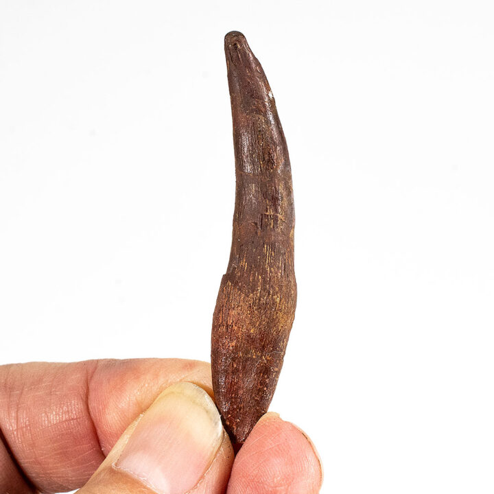 Rooted Complete Pterosaur Tooth - Siroccopteryx