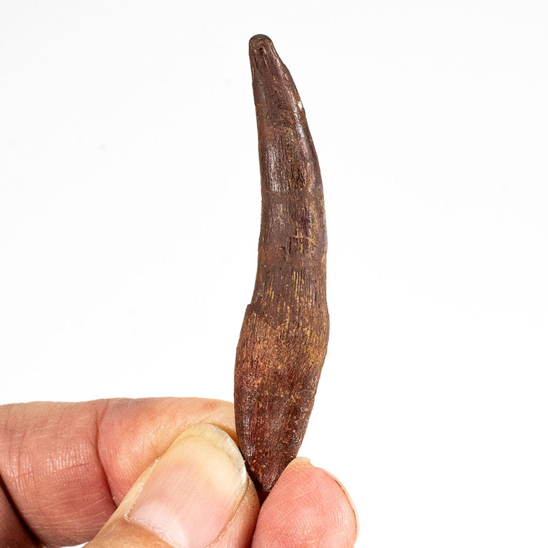 Rooted Complete Pterosaur Tooth &#8211; Siroccopteryx, The Natural Canvas