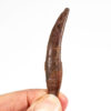 Rooted Complete Pterosaur Tooth &#8211; Siroccopteryx, The Natural Canvas