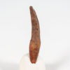 Rooted Complete Pterosaur Tooth &#8211; Siroccopteryx, The Natural Canvas