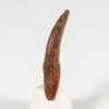 Rooted Complete Pterosaur Tooth &#8211; Siroccopteryx, The Natural Canvas