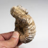 Heteromorphic ammonite &#8211; Nostoceras malagasyense, The Natural Canvas