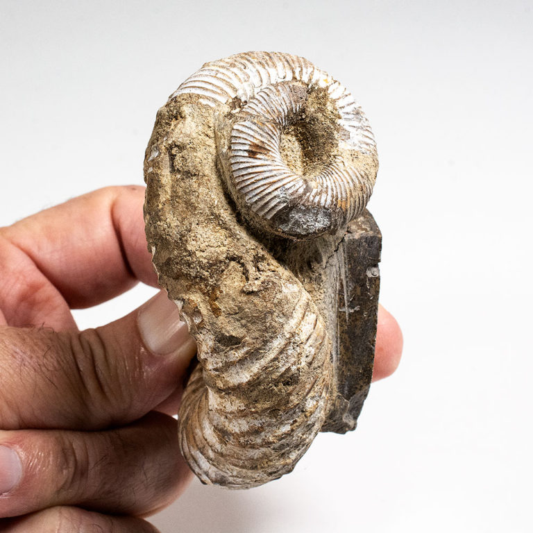Heteromorphic ammonite &#8211; Nostoceras malagasyense, The Natural Canvas