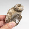 Heteromorphic ammonite &#8211; Nostoceras malagasyense, The Natural Canvas