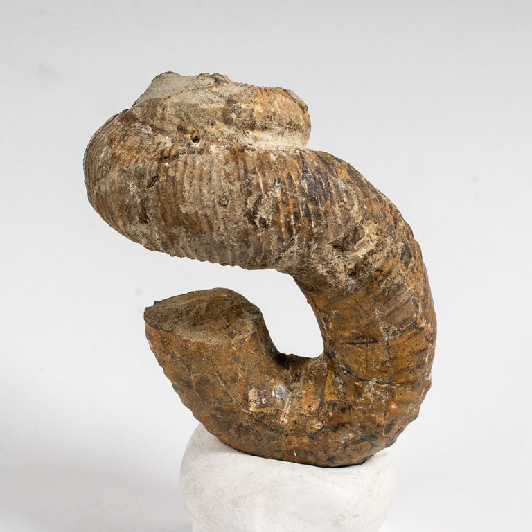 Heteromorphic Ammonite &#8211; Nostoceras malagasyense, The Natural Canvas