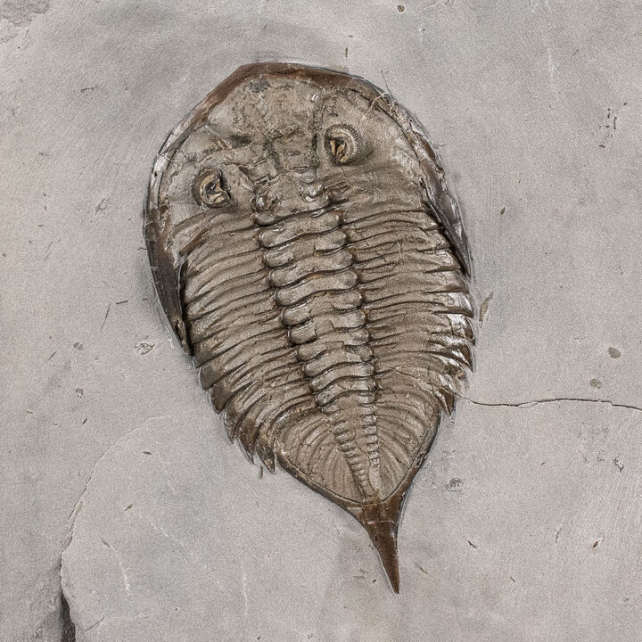 Dalmanites limulurus