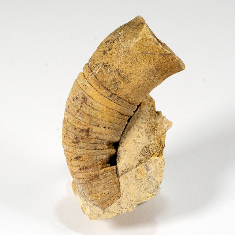 Nautiloid - Beloitoceras plebium