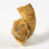 Nautiloid - Beloitoceras plebium - Image 2