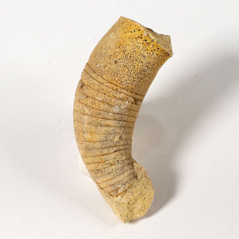 Beloitoceras plebium