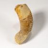Beloitoceras plebium - Image 2