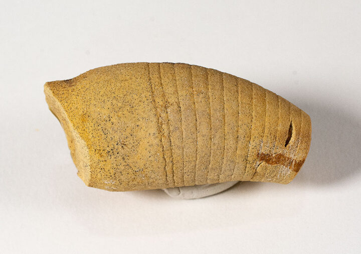 Ordovician Nautiloid - Beloitoceras