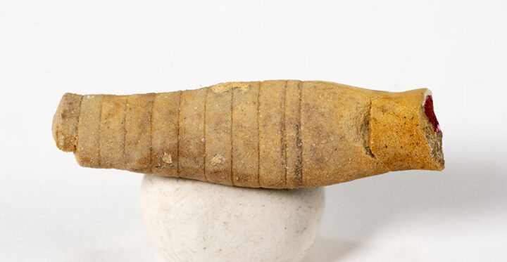 Nautiloid - Whitfieldoceras mumiaforme