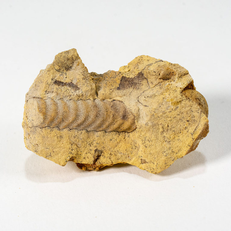 Nautiloid &#8211; Anaspyroceras cylindratum, The Natural Canvas