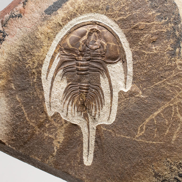 Beautifully prepared Olenellus gilberti