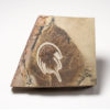 Beautifully prepared Olenellus gilberti - Image 2