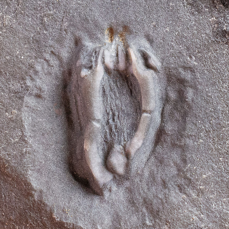 Early Echinoderm - Ctenocystis