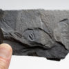Early Echinoderm - Ctenocystis - Image 2