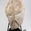 Enormous Phyllocarid Arthropod - Dithyrocaris - Image 4