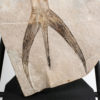 Enormous Phyllocarid Arthropod - Dithyrocaris - Image 3