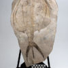 Enormous Phyllocarid Arthropod - Dithyrocaris - Image 2
