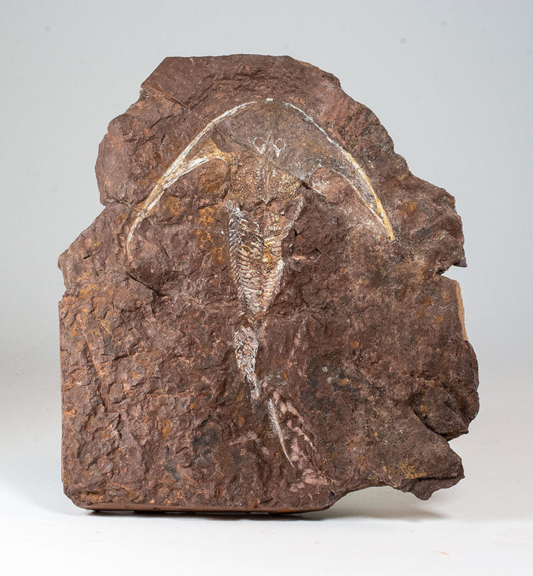 Stensiopelta pustulata Janvier, 1985