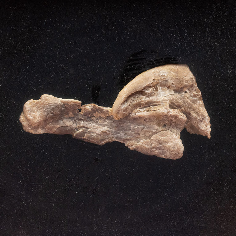 Pterosaur claw and phalanx - Pteranodon
