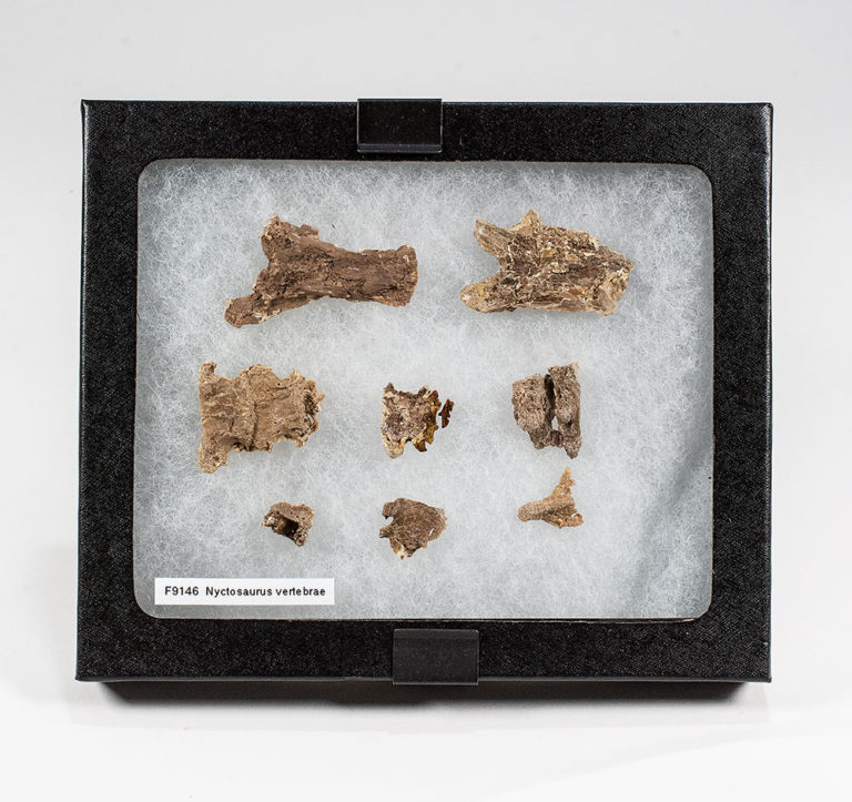 Pterosaur vertebrae &#8211; Nyctosaurus gracilis, The Natural Canvas