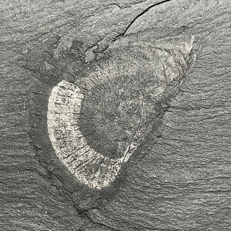 Burgess Shale Eldonia, The Natural Canvas