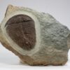 Huge Cambrian Trilobite - Gigantopygus - Image 2
