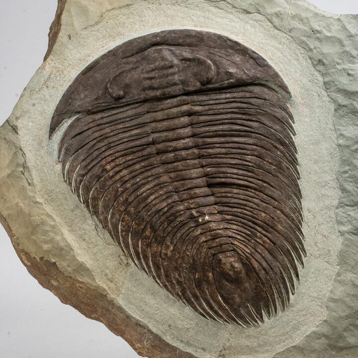 Huge Cambrian Trilobite - Gigantopygus