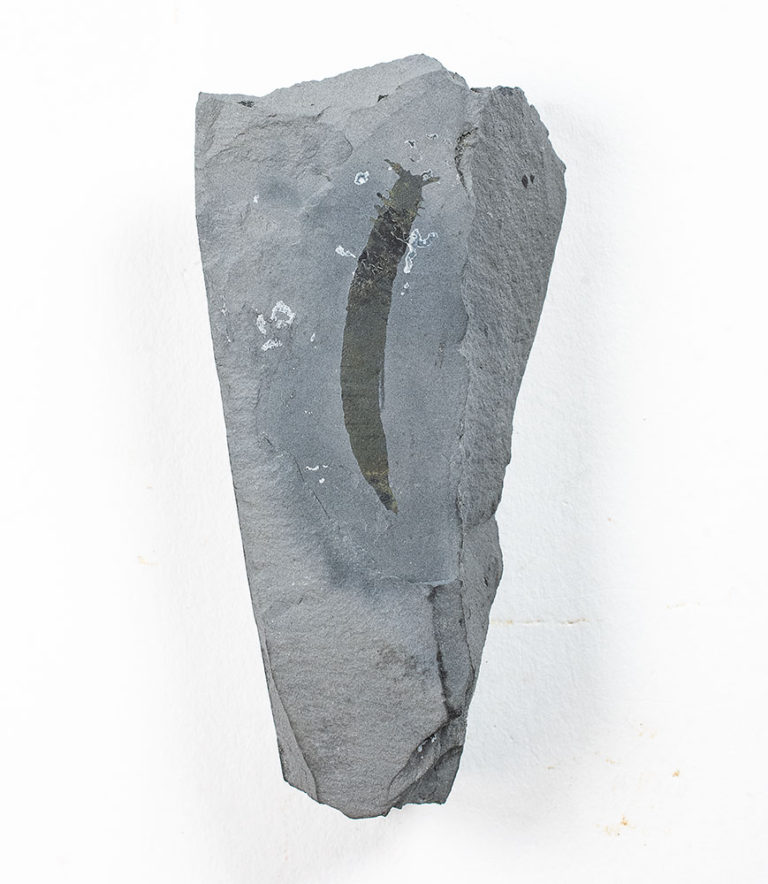 Ultra-rare Burgess Shale Chordate &#8211; Pikaia gracilens, The Natural Canvas