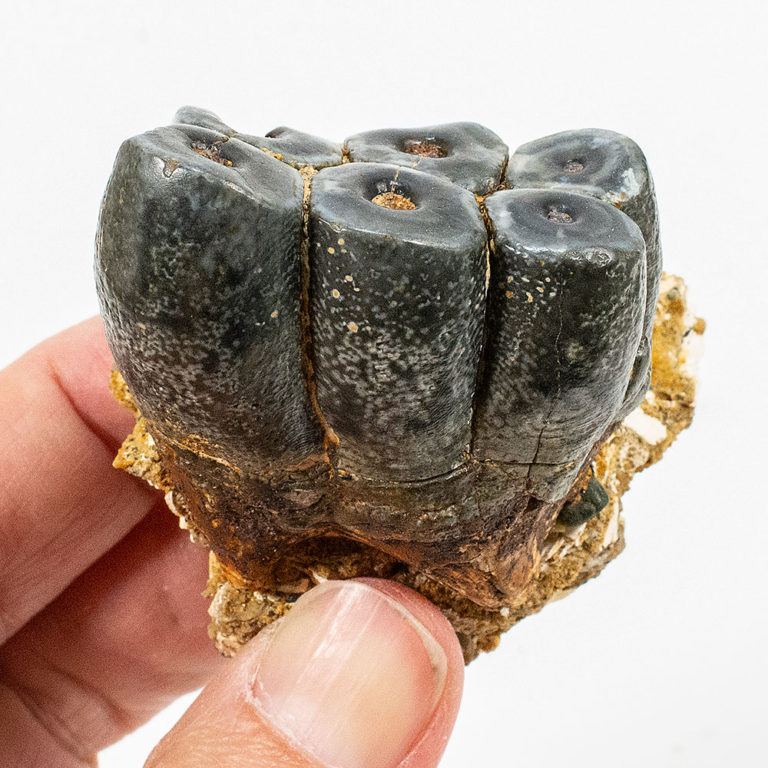 Strange tooth &#8211; Desmostylus hersperus, The Natural Canvas