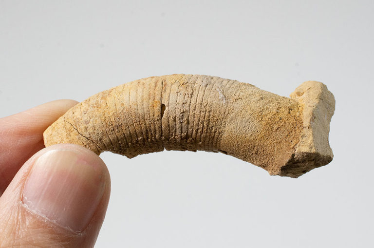 Ordovician Nautiloid - Manitoulinoceras