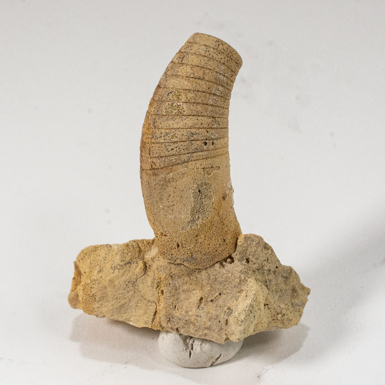Ordovician Nautiloid - Beloitoceras