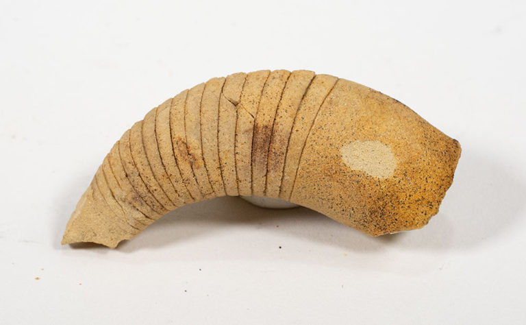 Ordovician Nautiloid - Beloitoceras