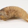 Ordovician Nautiloid - Beloitoceras - Image 2
