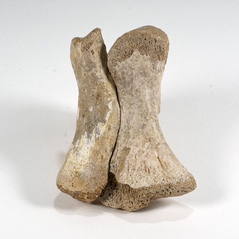 Protoceratops metatarsals, The Natural Canvas