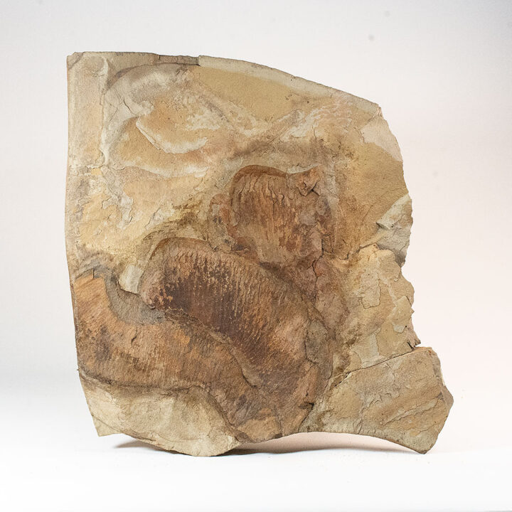 Enormous Ordovician Anomalocaridid Appendages - Aegirocassis